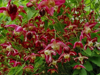 ГОРЯНКА КРАСНАЯ (Epimedium Rubrum)